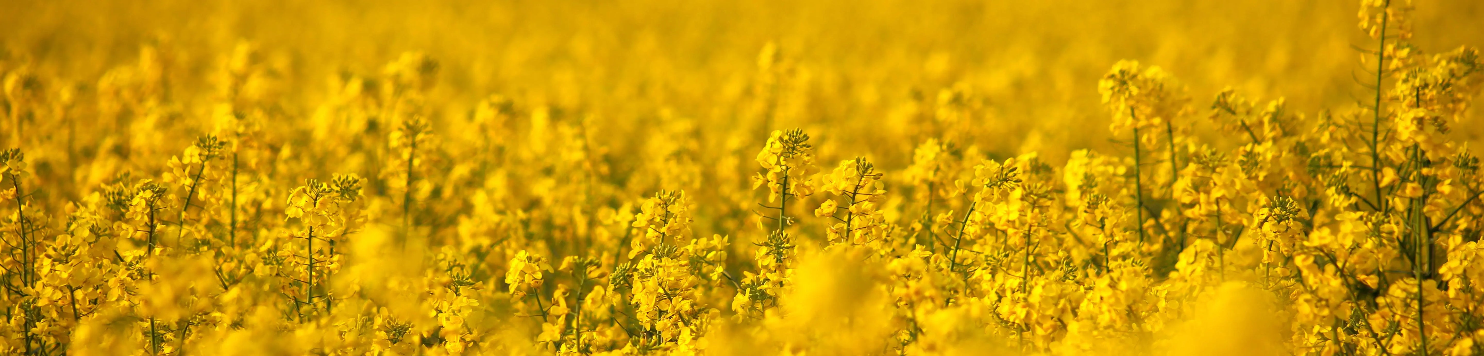 Toutes les Moutardes Pommery® 